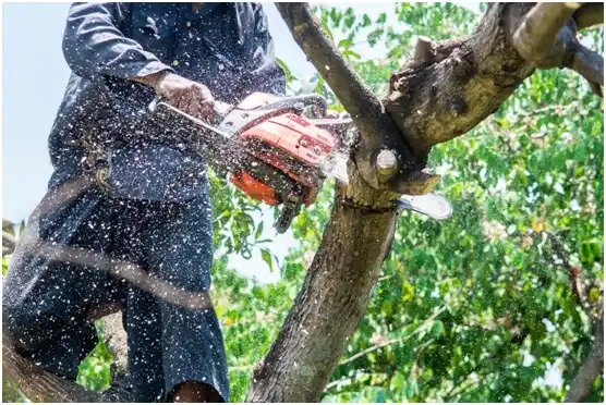 tree services Sullivan City